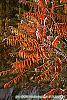 Rhus typhina fall color