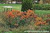 Rhus typhina 'Laciniata' fall color