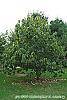 Asimina triloba habit