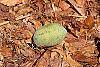 Asimina triloba fruit