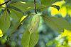 Asimina triloba fruit