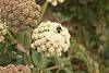 Angelica lucida