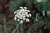Daucus carota flowers