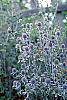 Eryngium planum flowers