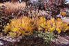 Amsonia hubrichtii fall color