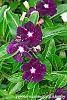 Catharanthus 'PAS926830' flowers