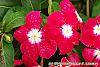 Catharanthus 'Mediterranean XP Cherry Halo' flowers