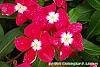 Catharanthus 'Mediterranean XP Cherry Halo' flowers