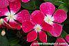 Catharanthus 'Mediterranean XP Rose Halo' flowers