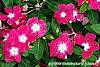 Catharanthus 'Mediterranean XP Rose Halo' flowers