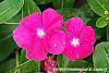 Catharanthus 'Mediterranean XP Rose' flowers
