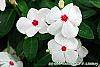 Catharanthus roseus 'Boa Peppermint' flowers
