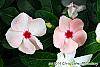 Catharanthus roseus 'Cobra Apricot' flowers
