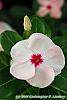 Catharanthus roseus 'Cobra Apricot' flowers