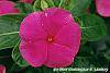 Catharanthus roseus 'Cobra Rose' flowers