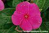 Catharanthus roseus 'Cobra Rose' flowers