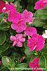 Catharanthus roseus 'Cobra Rose' flowers