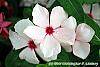 Catharanthus roseus 'Cora Cascade Peach Blush' flowers