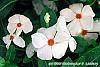 Catharanthus roseus 'Cora Cascade Peach Blush' flowers