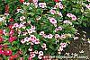 Catharanthus roseus 'Cora Strawberry' habit