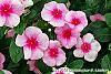 Catharanthus roseus 'Cora Strawberry' flowers