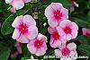 Catharanthus roseus 'Cora Strawberry' flowers