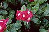 Catharanthus roseus 'Cooler Raspberry Red'