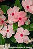 Catharanthus roseus 'Pacifica Apricot' flowers