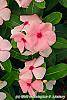 Catharanthus roseus 'Pacifica Apricot' flowers