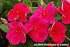 Catharanthus roseus 'Solar Red' flowers