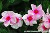 Catharanthus roseus 'Sunstorm Blush' flowers