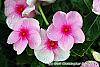 Catharanthus roseus 'Sunstorm Blush' flowers