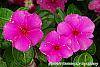 Catharanthus roseus 'Sunstorm Deep Lilac' flowers