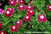 Catharanthus roseus 'Sunstorm Violet with Eye' flowers