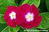 Catharanthus roseus 'Sunstorm Violet with Eye' flowers
