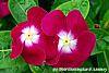 Catharanthus roseus 'Sunstorm Violet with Eye' flowers