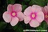 Catharanthus roseus 'Titan Icy Pink' flowers