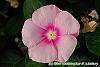 Catharanthus roseus 'Titan Icy Pink' flowers