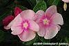 Catharanthus roseus 'Titan Icy Pink' flowers