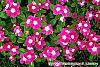 Catharanthus roseus 'Titan Rose Halo' habit