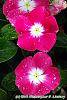 Catharanthus roseus 'Titan Rose Halo' flowers