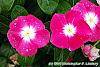 Catharanthus roseus 'Titan Rose Halo' flowers