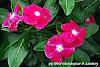 Catharanthus roseus 'Victory Carmine' flowers