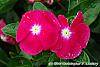 Catharanthus roseus 'Victory Carmine' flowers