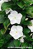 Catharanthus roseus 'Victory Pure White' flowers