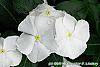 Catharanthus roseus 'Victory Pure White' flowers