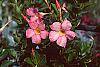 Mandevilla x amoena flowers