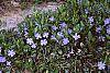 Vinca minor flowers