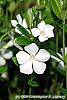 Vinca minor 'Alba' flowers