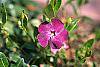 Vinca minor 'Atropurpurea' flowers
